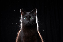 Blind Black Cat Portrait On Black Background In Dusty Backlight With Copy Space