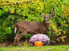 Young Male White-tailed Deer Eating Chrysanthemums In Residential Backyard