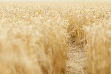 Well-trodden path among young golden rye or wheat