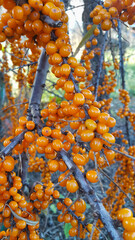 Canvas Print - sea-buckthorn branch with bright ripe berries