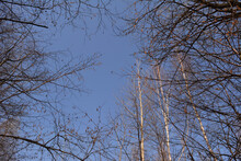Thin Twigs Of Birch And Linden Form A Graceful Frame Against The Backdrop Of A Sunny Blue Sky.