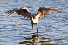 Reddish Egret Flapping Its Wings While Hunting Some Fish