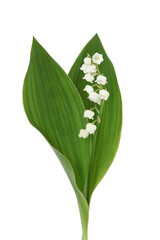 Poster - Brins de muguet avec feuilles