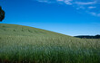A field of green growing grain under a blue sky in Oregon.