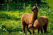 Alpaca's In An Unlikely Place, Farmers Field, Blackburn, Lancashire