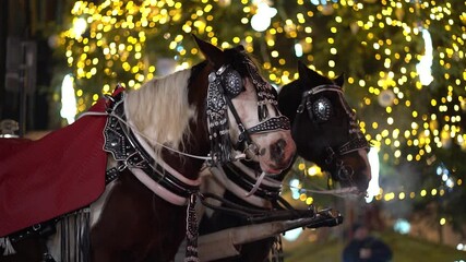 horses in the carriage and a christmas tree, krakow, poland