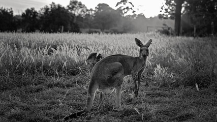 Wall Mural - Sunset Across The Grass With Two Kangaroos In The Foreground