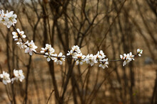 Apricot Flowers Blooming