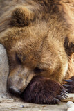 Fototapeta Big Ben - Resting brown bear in detail.
