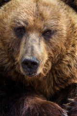 Brown bear in detail on the head.