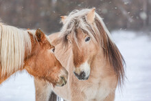 A Norwegian Fjord Horse And A Haflinger Pony Having Fun On A Winter Paddock