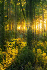  Magical sunset in the forest.
