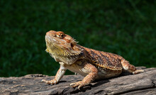 Bearded Dragon On Ground With Blur Background