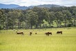 Close up of Stud Beef bulls and cows grazing on grass in a field, in Australia. breeds include hereford murray grey, angus, brangus and wagyu.