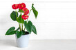 House plant Anthurium in white flowerpot isolated on white background Anthurium is heart - shaped flower Flamingo flowers or Anthurium andraeanum