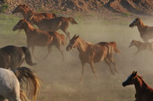 Horses On A Farm, Arabian Hors. 