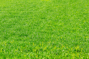 Texture, background with green grass. Green grass in the field