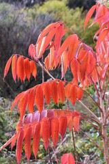 Sticker - Autumn leaves of Japanese wax tree. Anacardiaceae deciduous shrub.