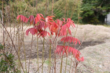 Poster - Autumn leaves of Japanese wax tree. Anacardiaceae deciduous shrub.