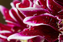 Background From Red Chrysanthemum Petals With Water Drops