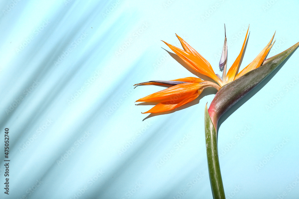 Beautiful strelitzia flower and palm leaf shadow on color background, closeup
