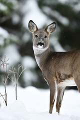 Wall Mural - Roe deer portrait in winter forest