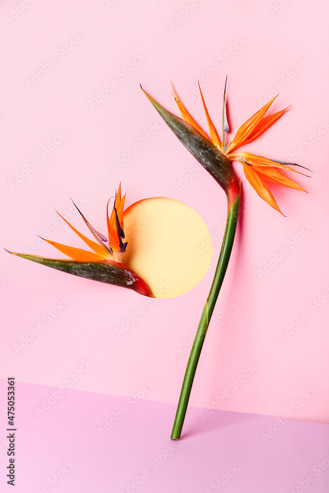 Composition with beautiful strelitzia flowers on color background