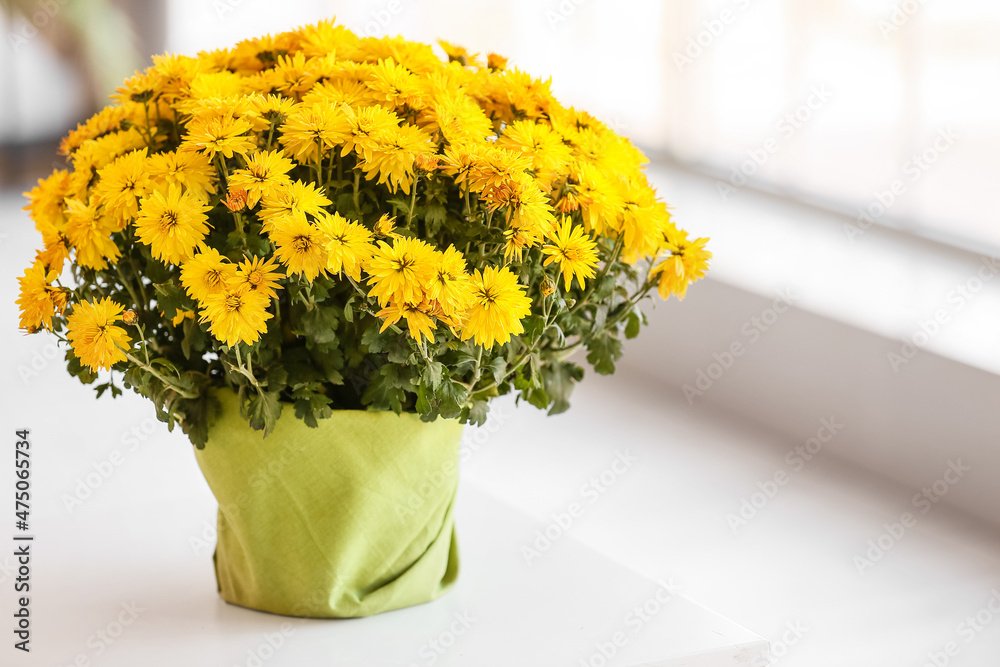 Pot with beautiful Chrysanthemum flowers on windowsill
