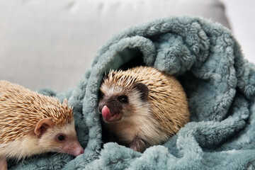 Wall Mural - Cute hedgehogs with warm plaid on bed