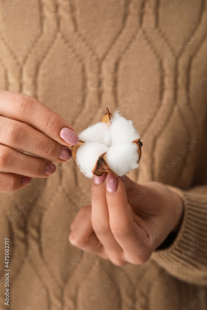 Female hands with beautiful cotton flower, closeup