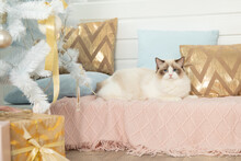 Long-haired Cat Ragdoll Lies On Knitted Blanket Against Background Of Decorative Pillows Near Christmas Tree. Pedigreed Cats. Christmas Gifts Blue-eyed Cats. Photo Shoot For Cat.