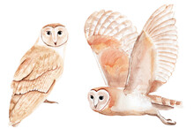 Owls Watercolor Elements Set. Template For Decorating Designs And Illustrations.	
