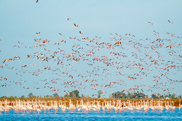 Canvas Print - Group of Flamingos (Phoenicopterus roseus) flying above water