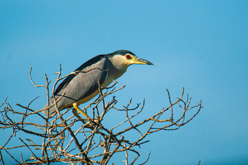 Canvas Print - Night heron adult (Nycticorax nycticorax) perching in a tree