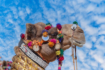 Wall Mural - Decorated camel head in desert Thar during the annual Pushkar Camel Fair near holy city Pushkar, Rajasthan, India