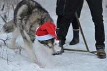 A Malamute Dog In A Red Santa Claus Hat