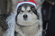 a malamute dog in a red Santa Claus hat