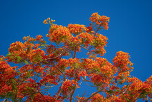 Red Peacock Flowers Or The Flame Tree, Royal Poinciana On Blue Sky Background