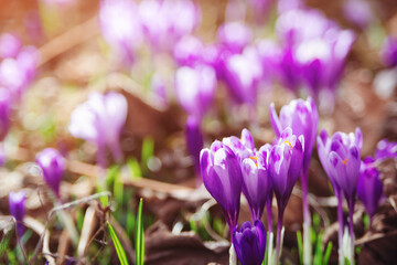 Wall Mural - Spring natural background with first flowers. Blooming crocus flowers on a meadow.