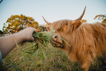 Beautiful golden highland cow eating long grass hand-fed by person