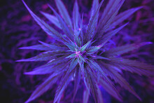 Purple Marijuana Leaves Or Cannabis Plant With Green Veins On A Dark Background. Flowering Saturated Cannabis Plant