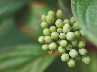 Canvas Print - Macro shot of green milkweed in autumn on a blurred background