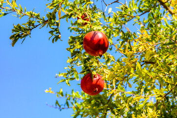 Wall Mural - Ripe pomegranate fruits on tree at the orchard