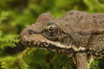 Sticker - Closeup on the head of a sub-adult European Marsh frog,Pelophylax ridibundus