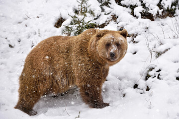 Wall Mural - wild brown bear (ursus arctos) on the snow