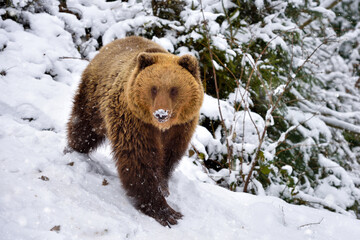 Wall Mural - wild brown bear (ursus arctos) on the snow