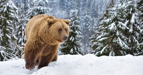 Wall Mural - wild brown bear (ursus arctos) on the snow