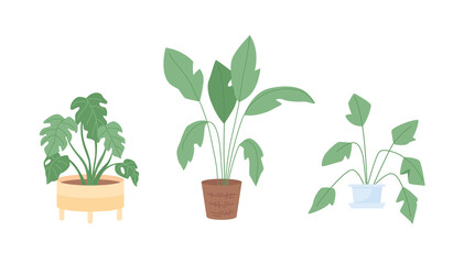 Poster - Houseplant for interior decor semi flat color vector item set. Realistic object on white. Potted plants isolated modern cartoon style illustration for graphic design and animation collection