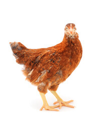 Wall Mural - Brown hen isolated.