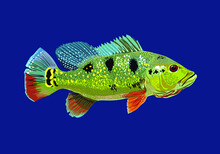 Cichla Ocellaris.pbass Fish, Exotic Fish, Fresh Water Fish, Vector
